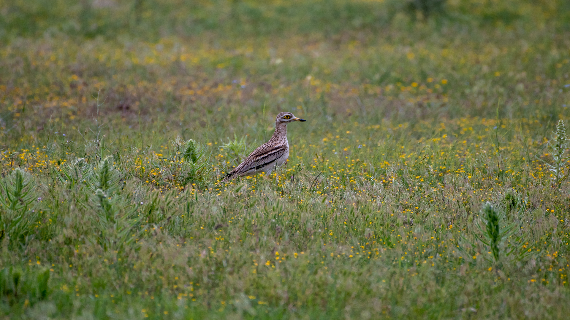 Eurasian Thick-knee